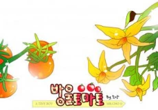 Cherry Tomato